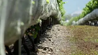 Our Terroir | Delta Estate Wines