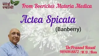 Мой опыт с Actea Spicata...