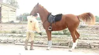 Apprentissage du Piaffer