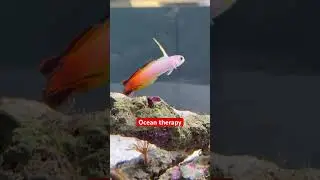 Ocean therapy