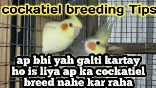 Cockatiel breeding tips for winter / Top breeding tips for winter /  URDU|HINDI ||2026
