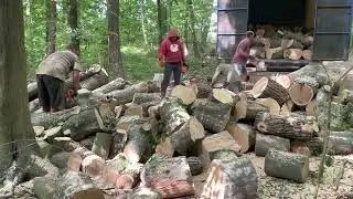 💪💪💪💪💪🌳🌳🌳