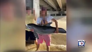 Investigation underway after Florida man is seen holding a dolphin