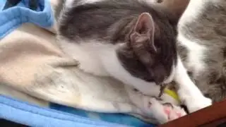 Smudgey