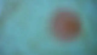 Underwater Cam - Green Island - Great Barrier Reef