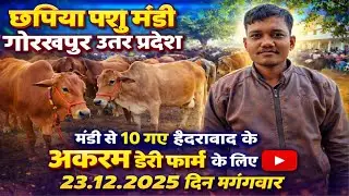 “आज छपिया पशु मंडी में बड़ा सौदा 😱 | 10 गाय Hyderabad रवाना | Gorakhpur Live”