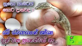 165 හූනු සාත්තරේ -  ගෙදර හිටපු හූනො ටික වඳ කරලම දැම්මා how to get rid of sri lankan geckos