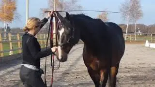 Connectie met je paard in het Appuyement