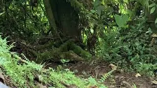 Bicolored Antpitta at Rio Blanco Natural Reserve Manizales, Colombia