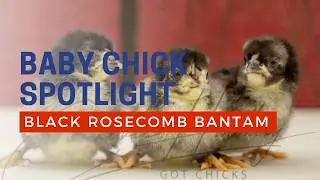Black Rose Comb Bantam Chicken Breed