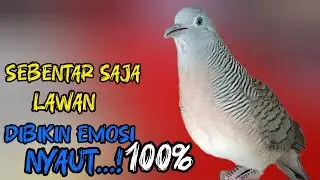 Perkutut Lokal Gacor Suara Super Besar (100%AMPUH BANGET) Untuk Pancingan Semua  Burung Perkutut