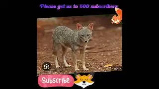 500 please?  #foxyrosedragons #funnyvideos #fox #funnyshorts #foxes #grayfox #gamtng  #foxplush