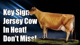 Don't Miss These Key Signs Your Jersey Cow is in Heat!