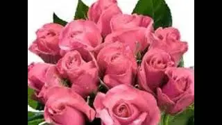 Beautiful Rose Destiny