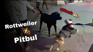 Pitbul dog par hua attack ☠️ || #pitbull #youtube 