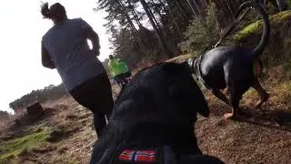 Barkrun #1 - Hogmoor Inclosure Parkrun 9/2/19