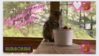 Squirrel (Caught In The Rain) Hungry For Walnuts