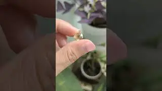 Batu Permata Yaqut Asli Cutting Oval A - Natural Yellow Sapphire