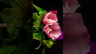 Beautiful Hibiscus Flowers Blooming in Nature 🌸 | Relaxing Flower Video #shorts #natureview