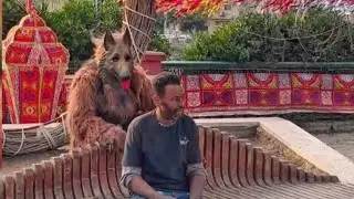 Dog attack prank 🤣🤣 ll funny video ll comedy video ll prank video #prankvideo #funnyprank #funny