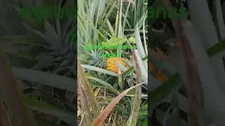 agrowisata nanas tangkit,, metik nanas harus bayar🤣🤣