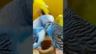 Budgies grooming each other🧿🥰#pets #budgies #shorts
