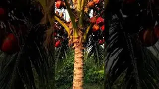 Red coconut tree
