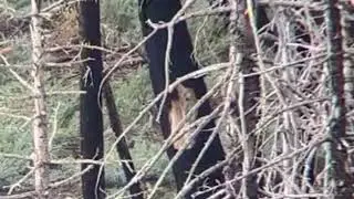 300 Yard BT Deer Hunt 110 Hammer Hunter 270 WSM
