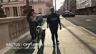 Husky's Amazing Obedience | Off-Leash K9 Training