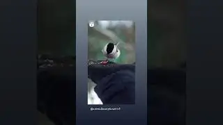#shortsvideo#treandingvedios#viral videos#shortsvedios#shortvideo (1)