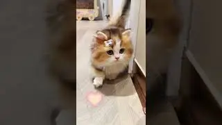 kitten daily surprise.#kittendaily #kittenfunny #kittenfunnyvideo