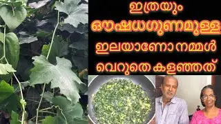 Koval ila Thoran / Kovakkai ila Thoran / കോവൽ ഇല കാന്താരി മുളകിട്ട തോരൻ / Ivy Guard Leaf / Thoran