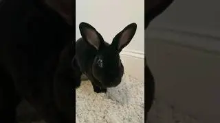 Mini Rex rabbit washes its face and thumps its rear feet