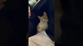 Ver&auml;rgert&hellip;🙃 #funny #sweet #pets #lustig #trending #funnyshorts #trendingshorts #katze #humor