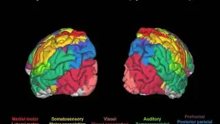 Resting-state functional brain networks in the Developing Human Connectome Project