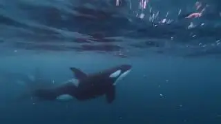 Free diving with Orca, Norway - GoPro Hero 7