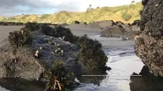 Our world up close: Lithophytes and Shellfish