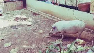 Aliens against pigs
