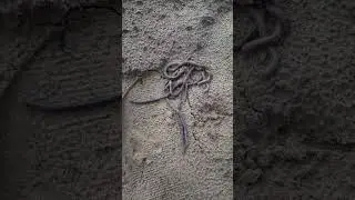 Earthworm# pheretima phosthuma# metamerism@Annelida