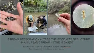 Research: Stream Restoration Alters the Food Web Structure in an Urban Stream in the Midwest
