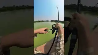 Mrigal Carp Fishing