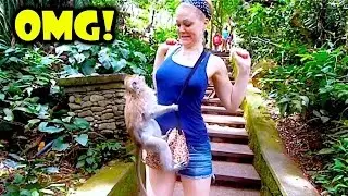 AMAZING Monkey Meeting Tourist #5 - Monkey Meeting With Visitor - Monkey Meeting Funny Videos