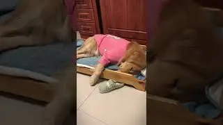 Crazy dogs sleeping positions 🐶❤️ #subscribe #viral #funnydogs