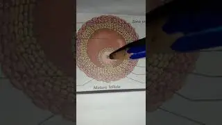 Development & structure of the Graafian follicle (English)
