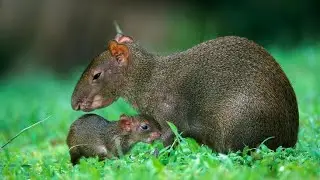 CONHECIDA COMO JARDINEIRA DAS FLORESTAS .dasyprocta