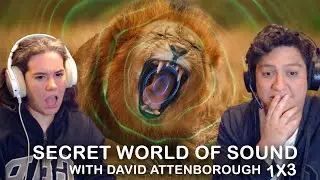 First Time Reacting to David Attenborough’s Secret World of Sound (Hunter & Hunted)