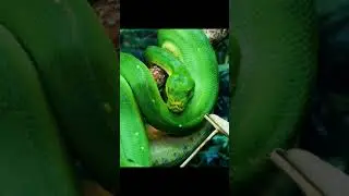 LIES&hellip;! Exposing Satan the Snake | Prophetic Poem of Deception #LiesExposed #DeceptionRevealed