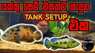 ඕනම මාලුවෙක්ට ගැලපෙන TANK SETUP එක 🐬😁 natural tank setup |tank setup|monster fish setup|sinhala 