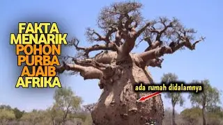 🔴 FAKTA MENARIK - Pohon paling ajaib di dunia ternyata ada di Afrika
