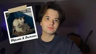 Я завел себе крыс и очень этому рад
